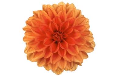 Dahlia Hypnotica Orange Variety Thumbnail.jpg